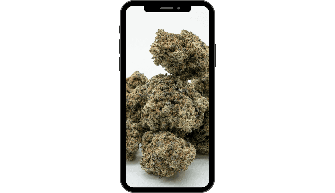 Handy mit Cannabis Blüten im Screen