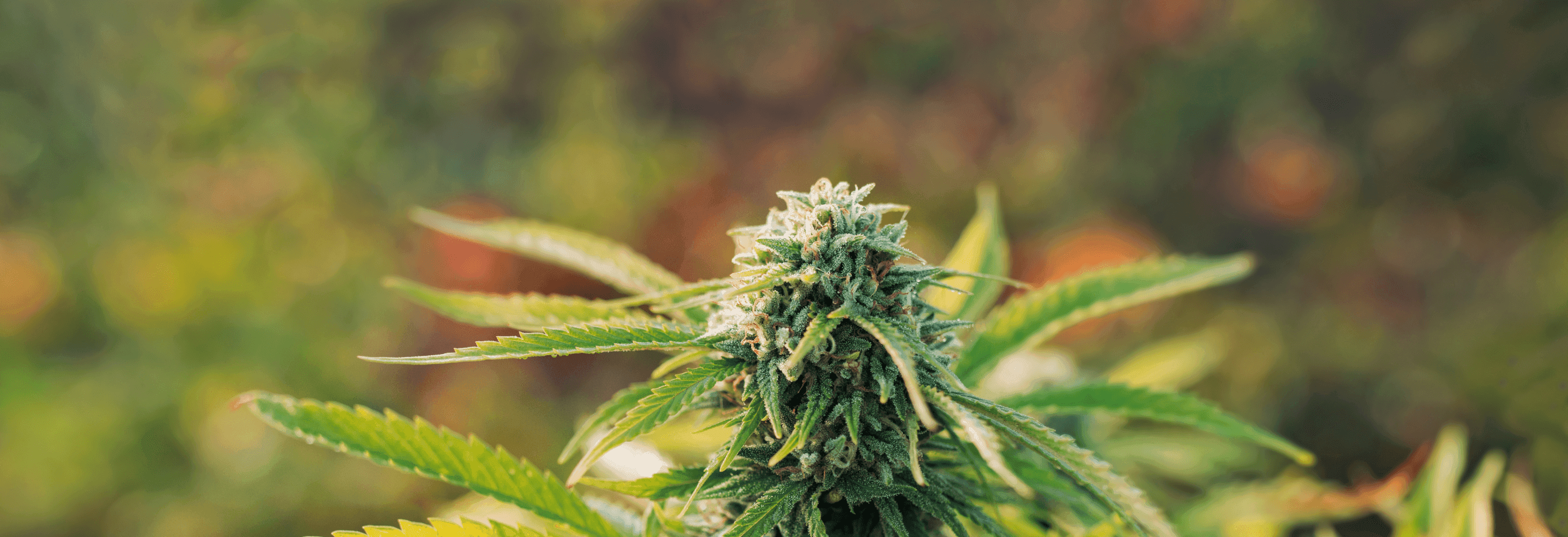 grüne Cannabis Pflanze 
