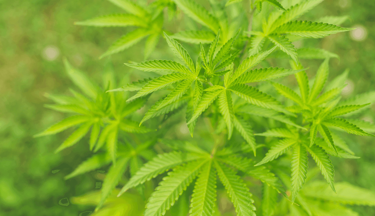 grüne Cannabis Pflanze