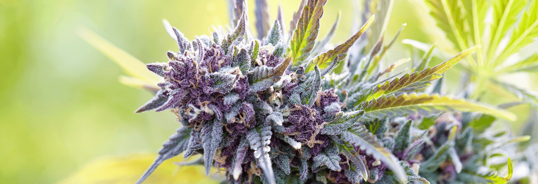 lila Cannabis Blüte mit hellgrünem Hintergrund